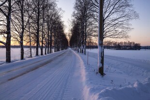 冬日雪路静谧树林美景
