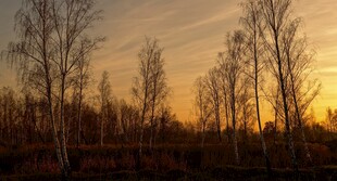 夕阳下的白桦林美景