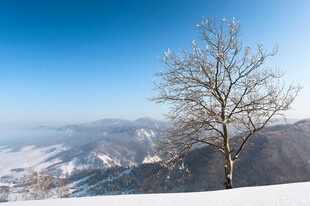 雪野孤树风景