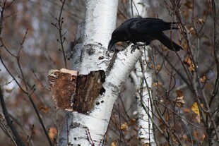 白桦树上的黑鸟风景