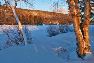 冬日雪林风景