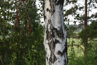 挺拔白桦树