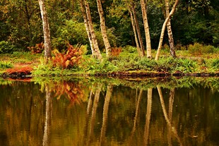 湖畔树林倒影美景