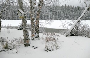 冬日雪景中的树林与灌木