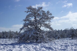 雪覆孤树的冬日美景