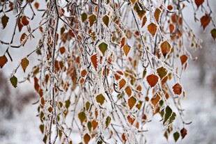 冰雪覆盖的多彩树叶