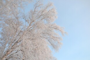 冬日银枝映蓝天