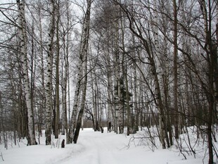 冬日雪林静谧景象