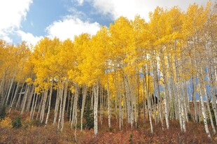 秋日金黄白杨林美景