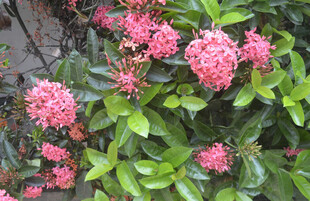 粉红绣球花绽放绿意间