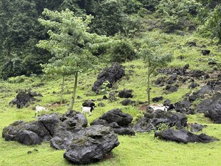 山间草地于山羊