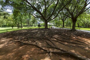 林间光影下的静谧公园场景