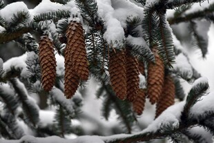 雪覆松枝上的锥形松果