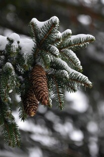 雪覆松枝与松果