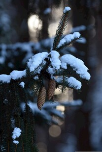 雪覆松枝的冬日美景