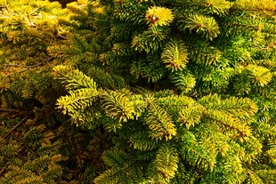 翠绿茂盛的松树针叶