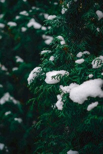 雪覆松枝的冬日美景