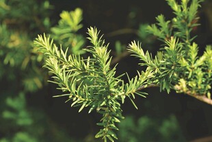 翠绿刺柏枝叶特写