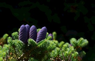 紫色松果状植物特写