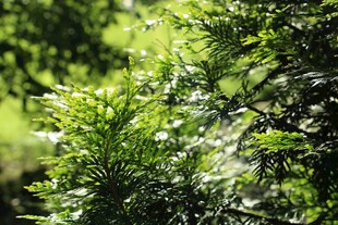 翠绿枝叶展现自然生机