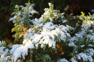 雪覆绿植美景