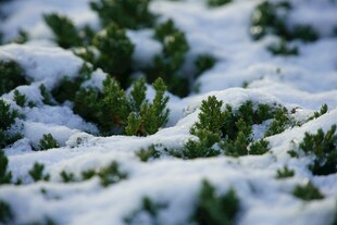 雪覆绿植的冬日景致