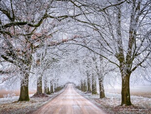 冬日雪覆林荫道美景