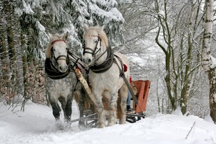 雪地中的双马与雪橇