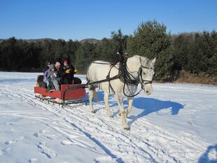 雪地中马拉雪橇载着乘客