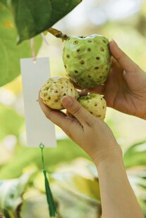 手捧新鲜释迦果