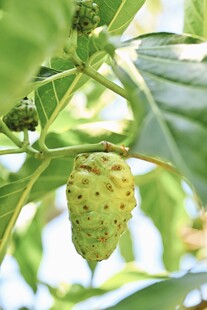 树上的诺丽果