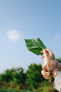 手托绿叶迎蓝天