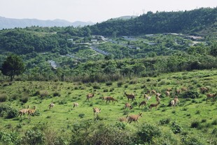 山间绿野上的放牧景象