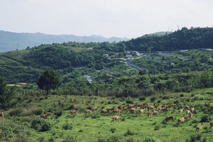 山间绿野田园风光
