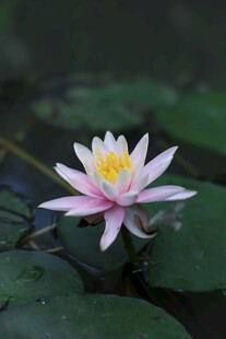 粉色睡莲绽放于绿叶间