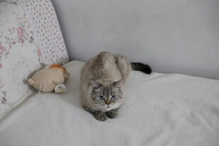 沙发上的猫咪与毛绒玩具