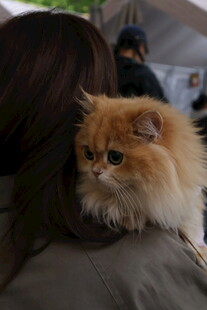 肩头的长毛橘猫超可爱