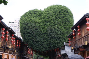 心形古树点缀古街美景