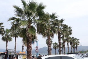 海滨道路旁的高大棕榈树