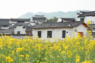 徽派古村旁的灿烂油菜花