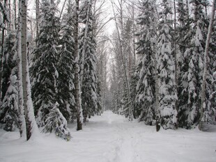 雪覆林间小道