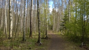 林间小道