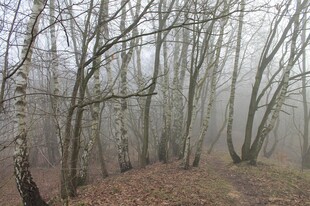 雾中枯树林景