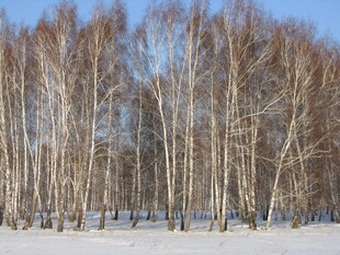 冬日白桦林雪景