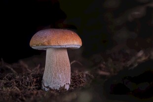 野外独株蘑菇特写