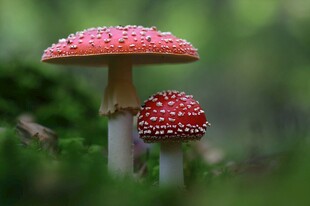 森林中的两朵红蘑菇
