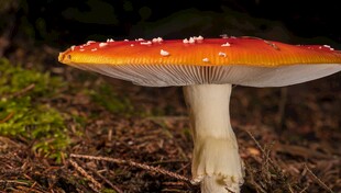 鲜艳红蘑菇生长于草地