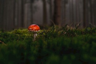 森林中鲜艳的红色蘑菇