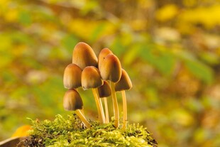 苔藓上的棕色小蘑菇