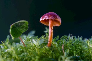 草地上的小巧蘑菇